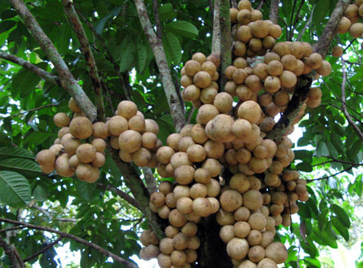 Fruit Warehouse: Langsat ( Lansium domesticum )