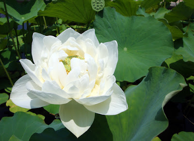 Lily at the Atlanta Botanical Garden