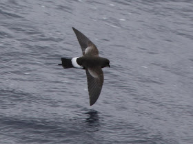 Wilson´s Storm Petrel