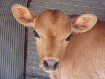 Cow HD wallpaper