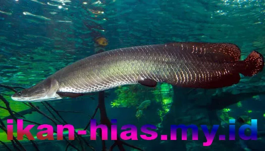 Ikan Arapaima