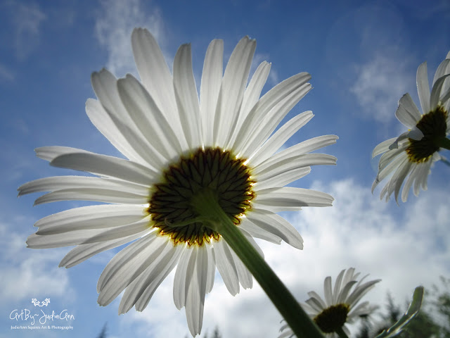 Oxeye Daisy (Leucanthemum vulgare)