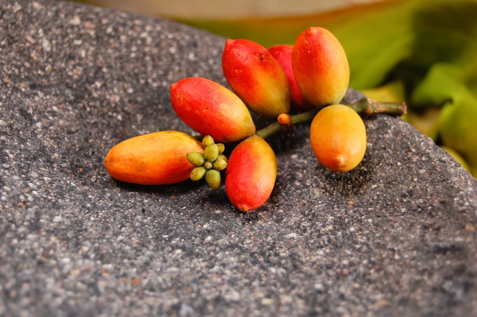 Rahasia Dan Manfaat Buah Melinjo Suka Natura