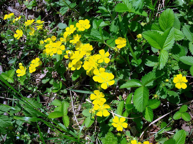 Лапчатка Фрейна (Potentilla freyniana)