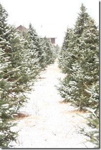 Christmas Tree 2011 005