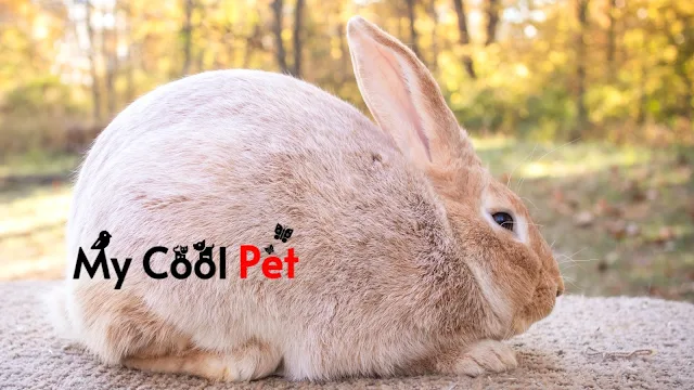 Argente Rabbits