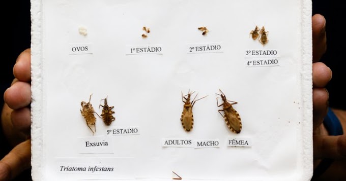 As mortes causadas por doença de Chagas podem ser maiores do que as oficialmente notificadas