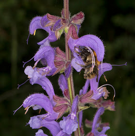 Meadow Clary, Salvia pratensis, with bumblebee, Bombus pascuorum.  Queendown Warren with the Orpington Field Club, 24 May 2014.