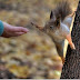 Squirrel High Five! 