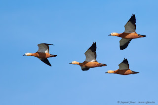 Vörös ásólúd - Ruddy Shelduck - Rostgans - Tadorna ferruginea