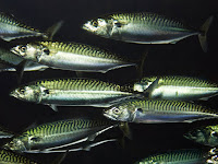 Herring Fish Pictures