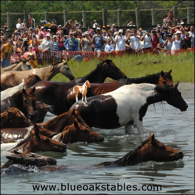 Chincoteague Island Pony Swim