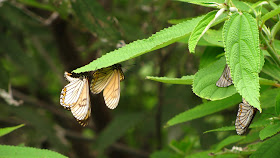 yellow coster, nagaland butterflies, chizmi village, butterfly diverity