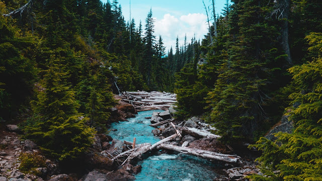 Nature, Forest, River, Stream, Stones