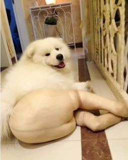 Anjing Canine Memakai Pantyhose