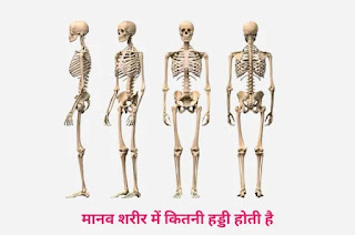 मानव शरीर में कितनी हड्डी होती है