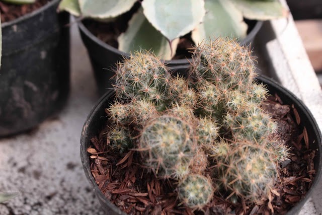 Cara Merawat Kaktus Mammilaria prolifera