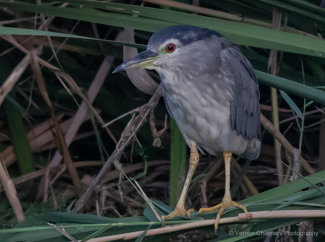 Black-Crowned Night heron Intaka  Island Vernon Chalmers Photography