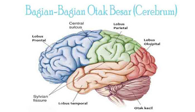 Fungsi Otak  Manusia Yang Wajib Diketahui Muhammad Ali Life 