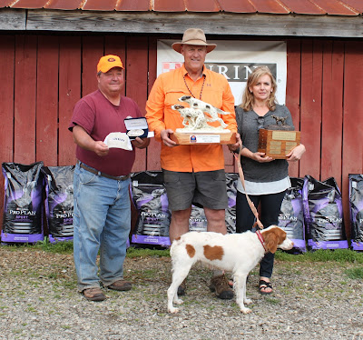 field trial bird dogs bird hunting