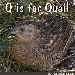 q is for quail homeschool unit from In Our Pond