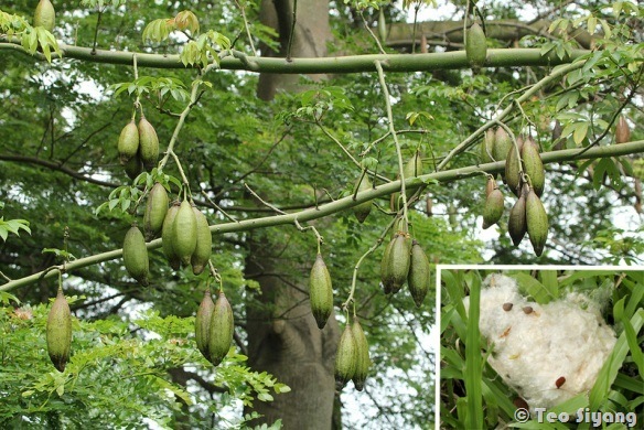 Ceiba Ceiba