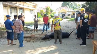 Idul Adha 1444 H, Partai Golkar Pangkalpinang Bagikan 250 Daging Kurban Ke Pengurus 