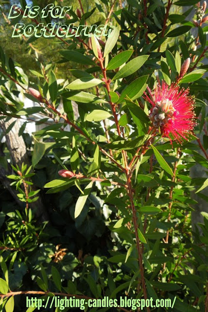 B is for Bottlebrush