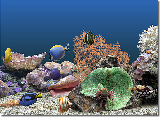 SereneScreen Marine Aquarium v3.3.6381 Phiên bản đầy đủ mới nhất [Link Googledrive]