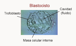 Resultado de imagen de blastocisto