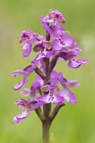 Green-winged Orchid - Muston Meadows, Leicestershire