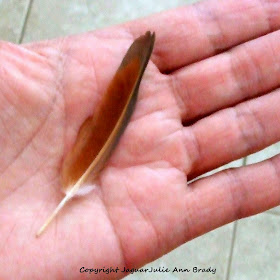 red-shouldered hawk red orangish brown feather