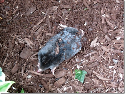 Mole