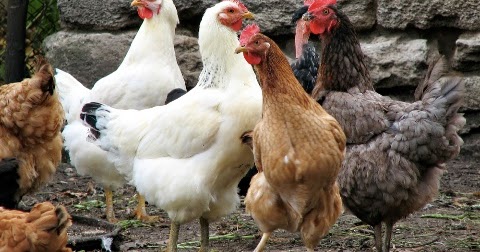 Informasi Hewan  dan Tanaman Ayam 