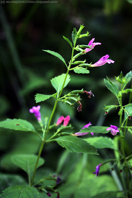 Calament à grandes fleurs, thé de l'Aubrac