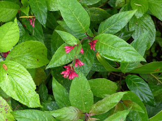 Cestrum non identifié