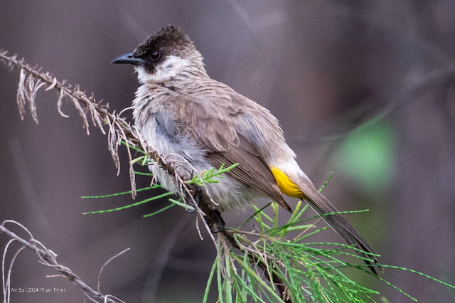 An Bui 2024 Phan Thiet - Sooty Headed Bulbul (Bông lau tai trắng)