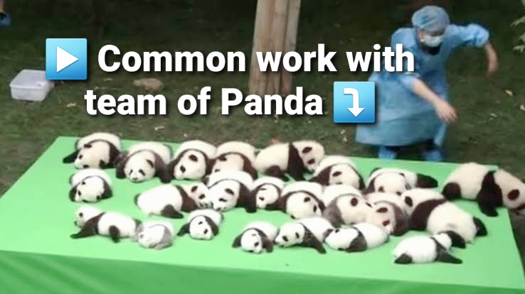 common work in The San Diego Zoo Panda Team 