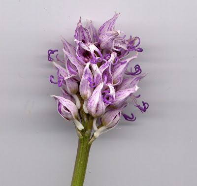 Fleur d'orchidée : orchis singe