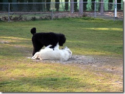 Jackson & Cooper (4)