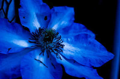 Blue Flowers