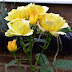 Related Review Image