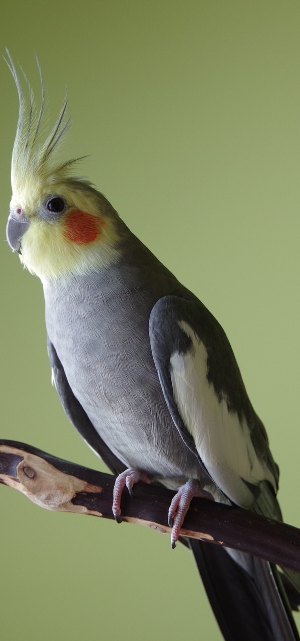 Photo of a cockatiel.