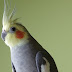 Photo of a cockatiel