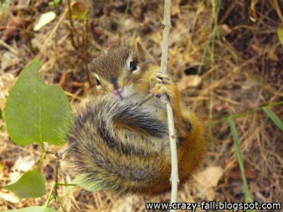 A collection of cutest animal. Enjoy their cuteness.