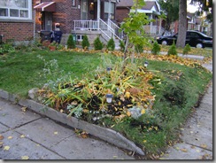 garden fall 020
