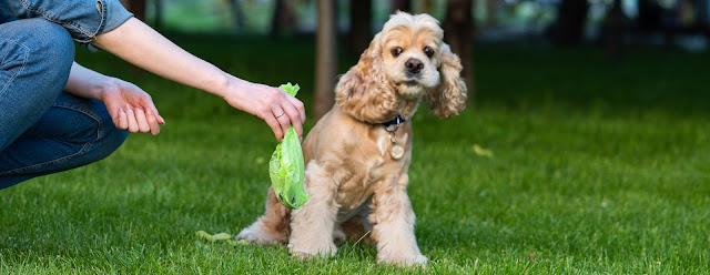 How to pick the top dog waste bags