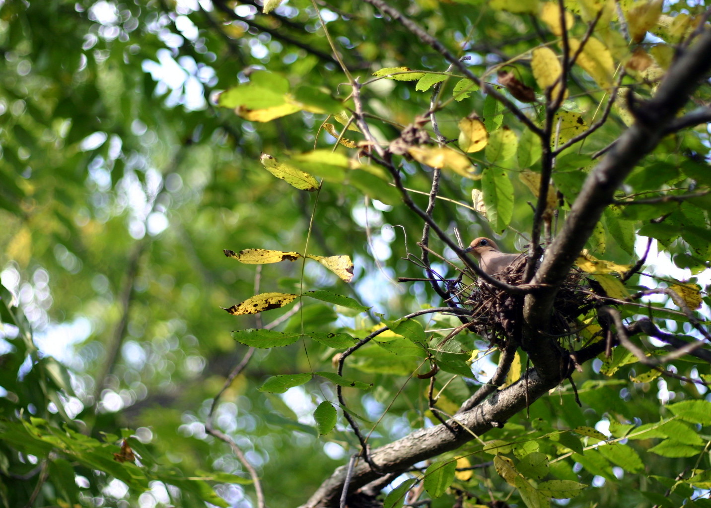 morning dove house