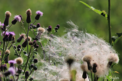 August 9, 2019 Noticing that the weather was changing.