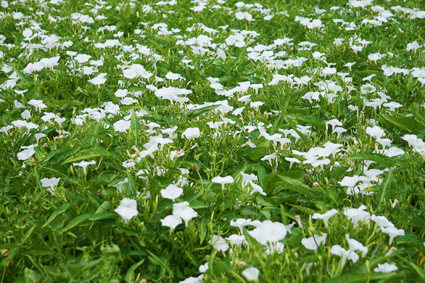 嘉義朴子空心菜應菜花海就像十月雪，順安宮附近古厝空心菜花海